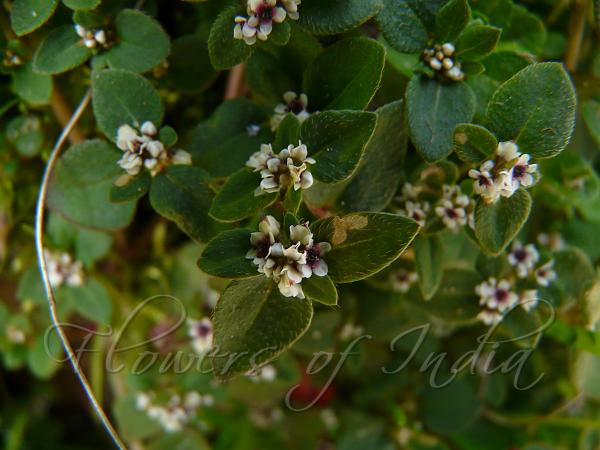 Nepal Purslane