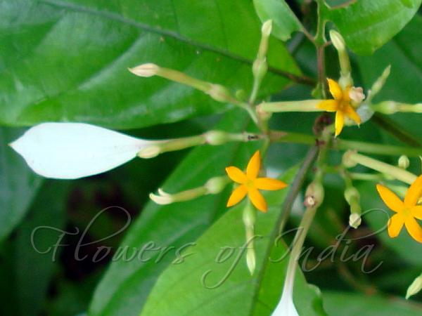 Nicobar Mussaenda
