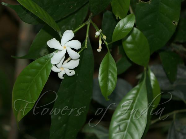 Nilgiri Crape Jasmine