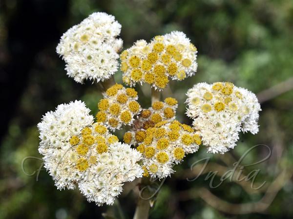 Nilgiri Golden Cudweed