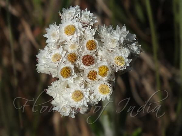Nilgiri Pearly Everlasting