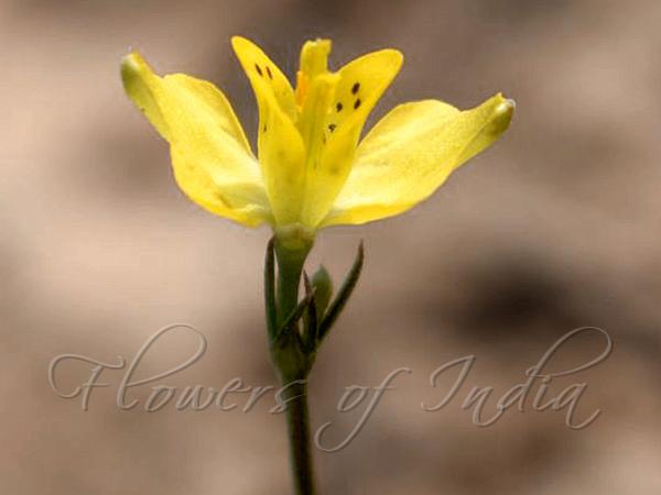 Nodding Little Poppy