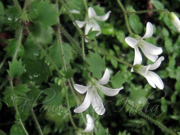 Nodding Saxifrage