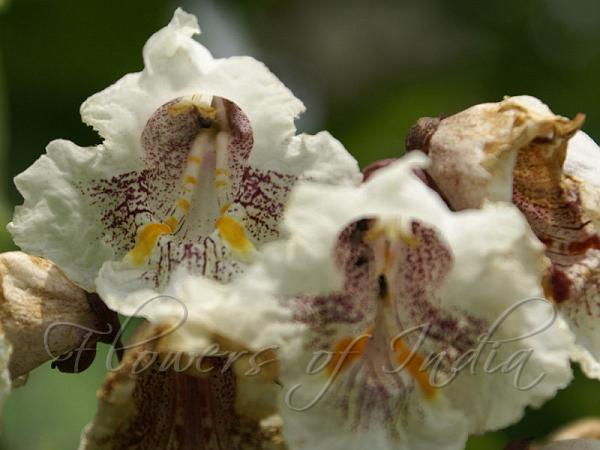 Northern Catalpa