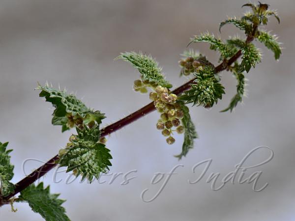 Northern Nettle