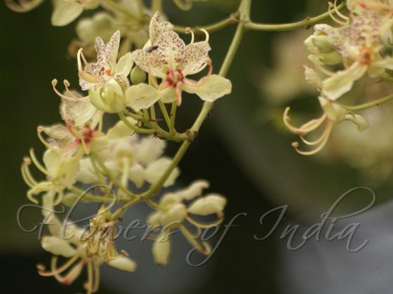 Notched-Leaf Bauhinia
