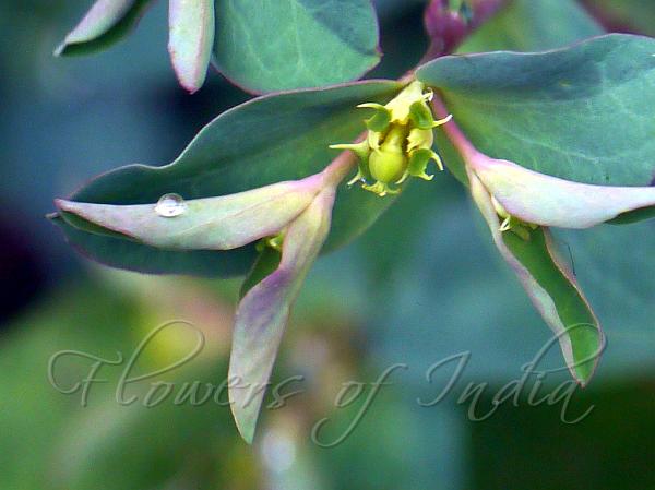 Obovate Himalayan Spurge