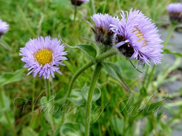 One-Flowered Fleabane