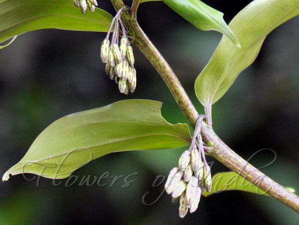 Opposite-Leaf Solomon Seal