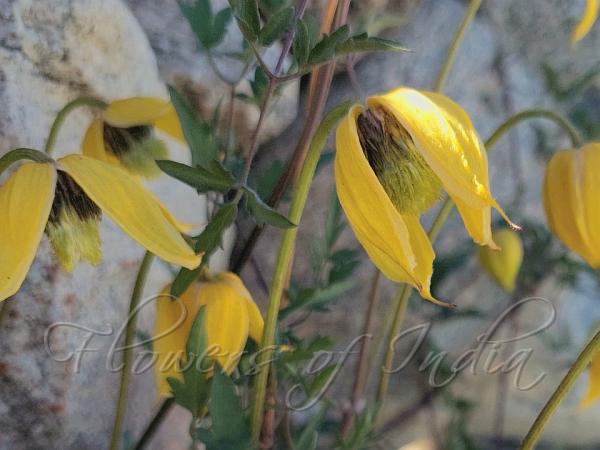 Orange-Peel Clematis