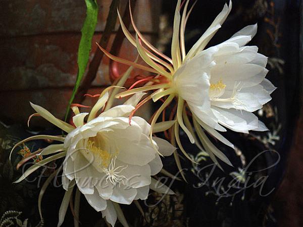 Orchid Cactus