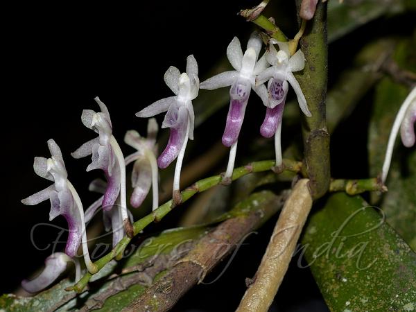 Pale Closed-Spur Orchid