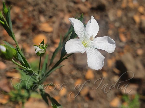 Pale Flax