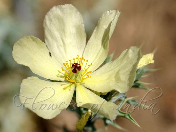 Pale Mexican Poppy