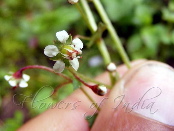 Pale Saxifrage