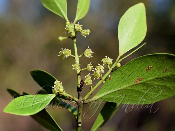 Panakka Tree