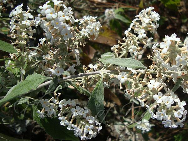 Panicled Butterfly Bush