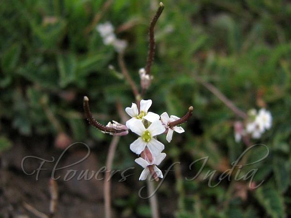 Panicled Rock-Cress