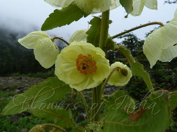 Panicled Yellow Poppy