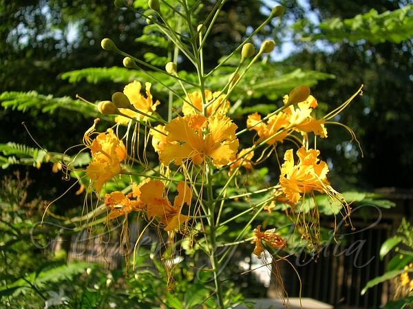 Peacock Flower yellow