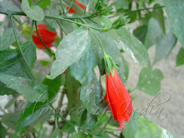 Pendulous Sleeping Hibiscus