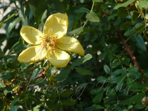 Persian Yellow Rose