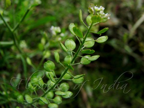 Petal-less Pepperweed