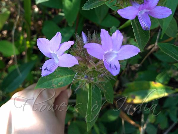 Barleria cristata - Philippine Violet