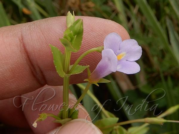 Pimpernel Lindernia