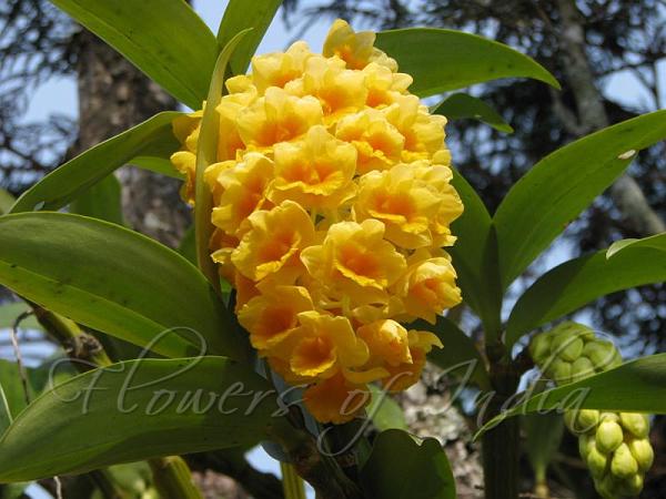 Pineapple Orchid
