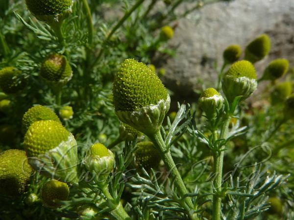 Pineapple Weed