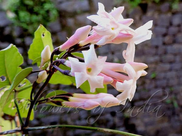 Pink Jasmine