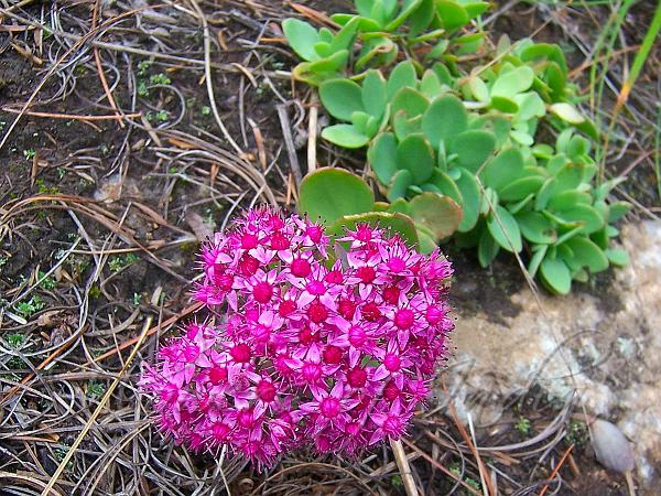Pink Sedum