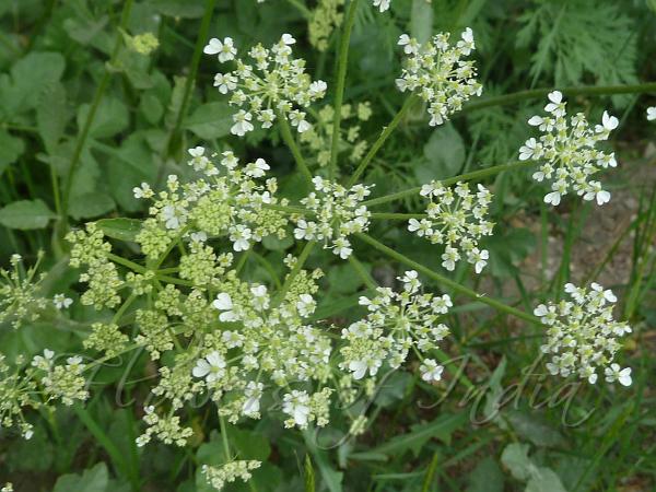 Pinnate-Leaved Hogweed