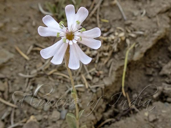 Pinwheel Campion