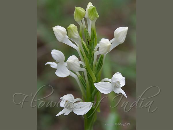 Plantain Habenaria
