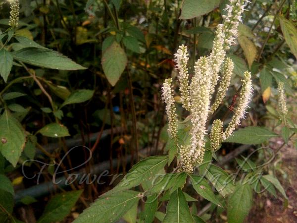 Pleasant Himalayan Mint