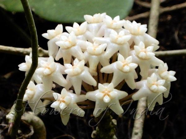 Pointed-Petal Wax Flower
