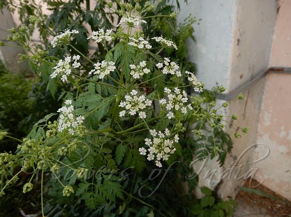 Poison Hemlock