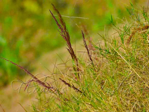 Pond Lovegrass