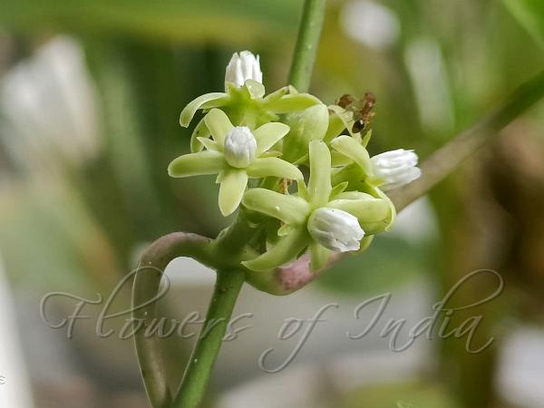 Pretty-Wing Swallow-Wort