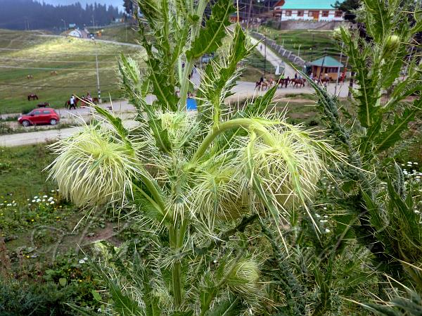 Prickly Himalayan Thistle
