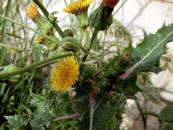 Prickly Sow-Thistle