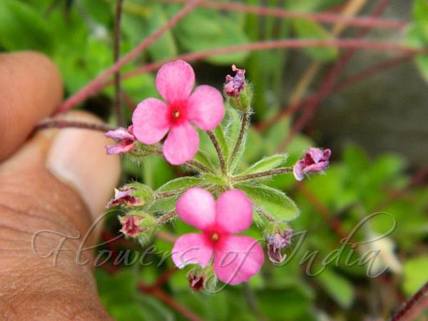 Primrose Rock Jasmine