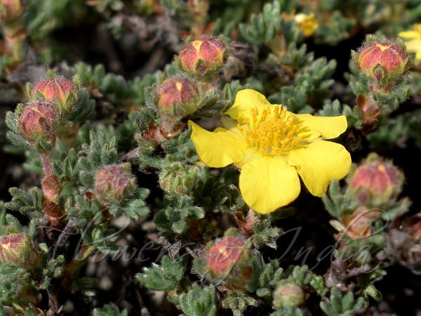 Prostrate Cinquefoil