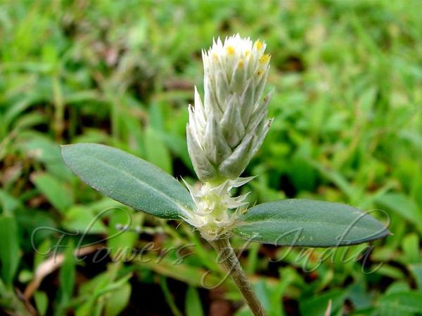 Prostrate Gomphrena