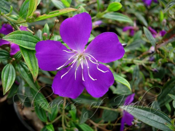 Purple Glory Tree