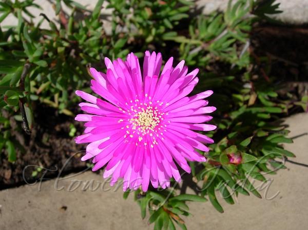 Purple Ice Plant