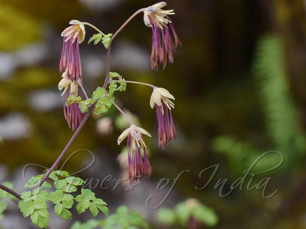 Purple-Stamen Meadow-Rue