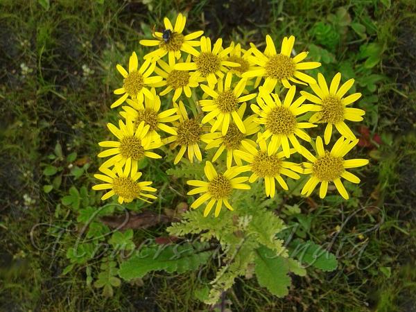 Radish-Leaved Senecio